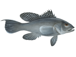 Sea Bass